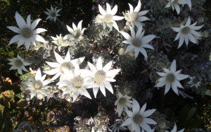 And the flowers which make a home there Actinotus helianthi  (Flannel flower)