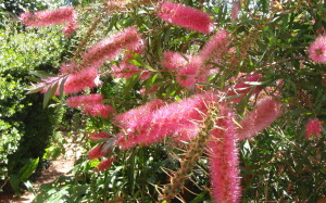 Callistemon "Taree Pink "cv.