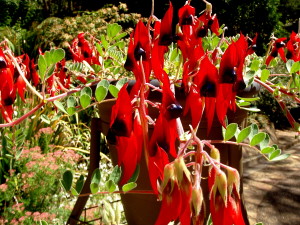 Sturt's Desert Pea