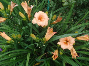 Day Lilies