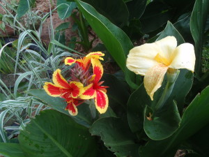 Canna Queen Charlotte 